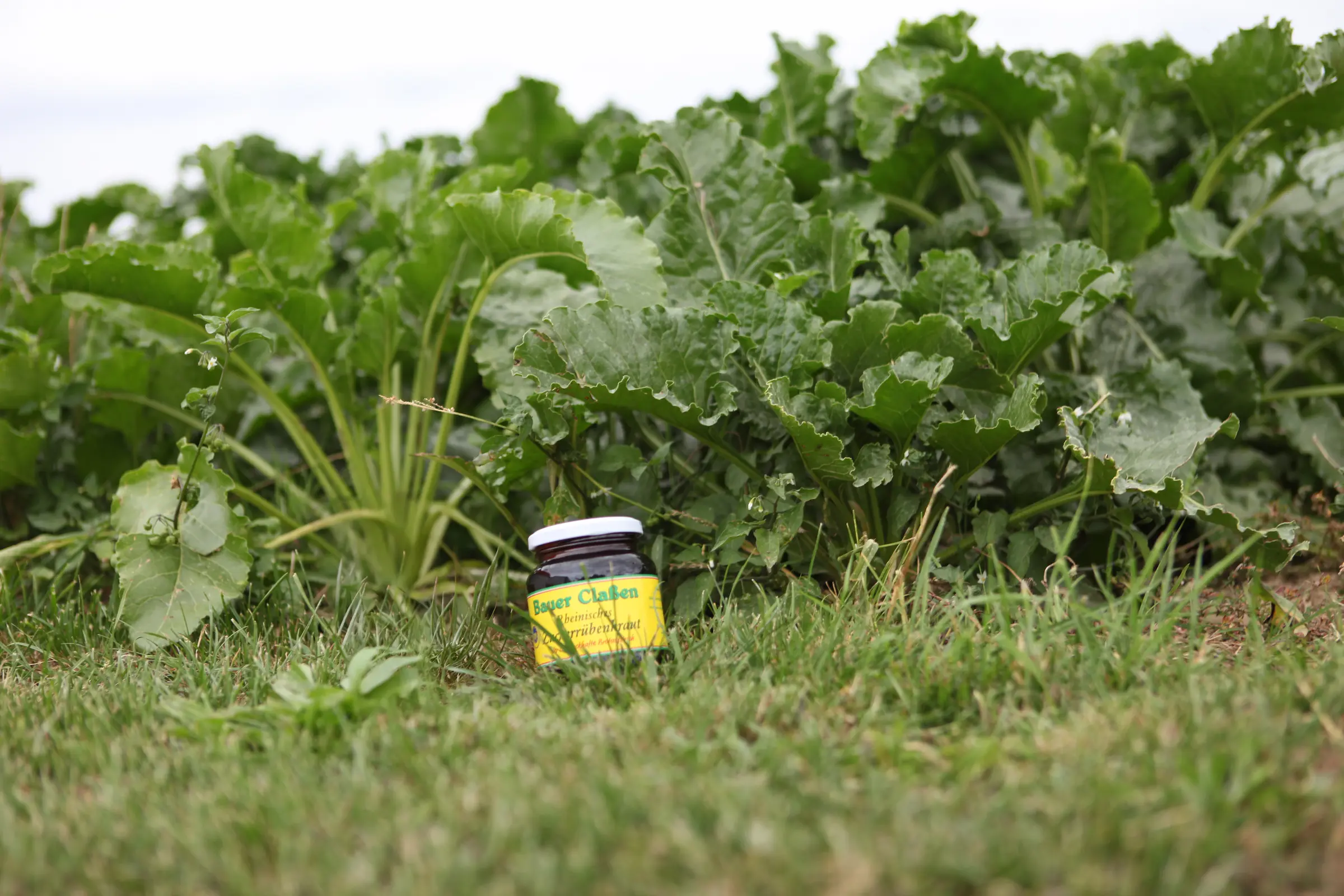 Zuckerrübenkraut vor den heimischen Zuckerrüben von Bauer Claßen
