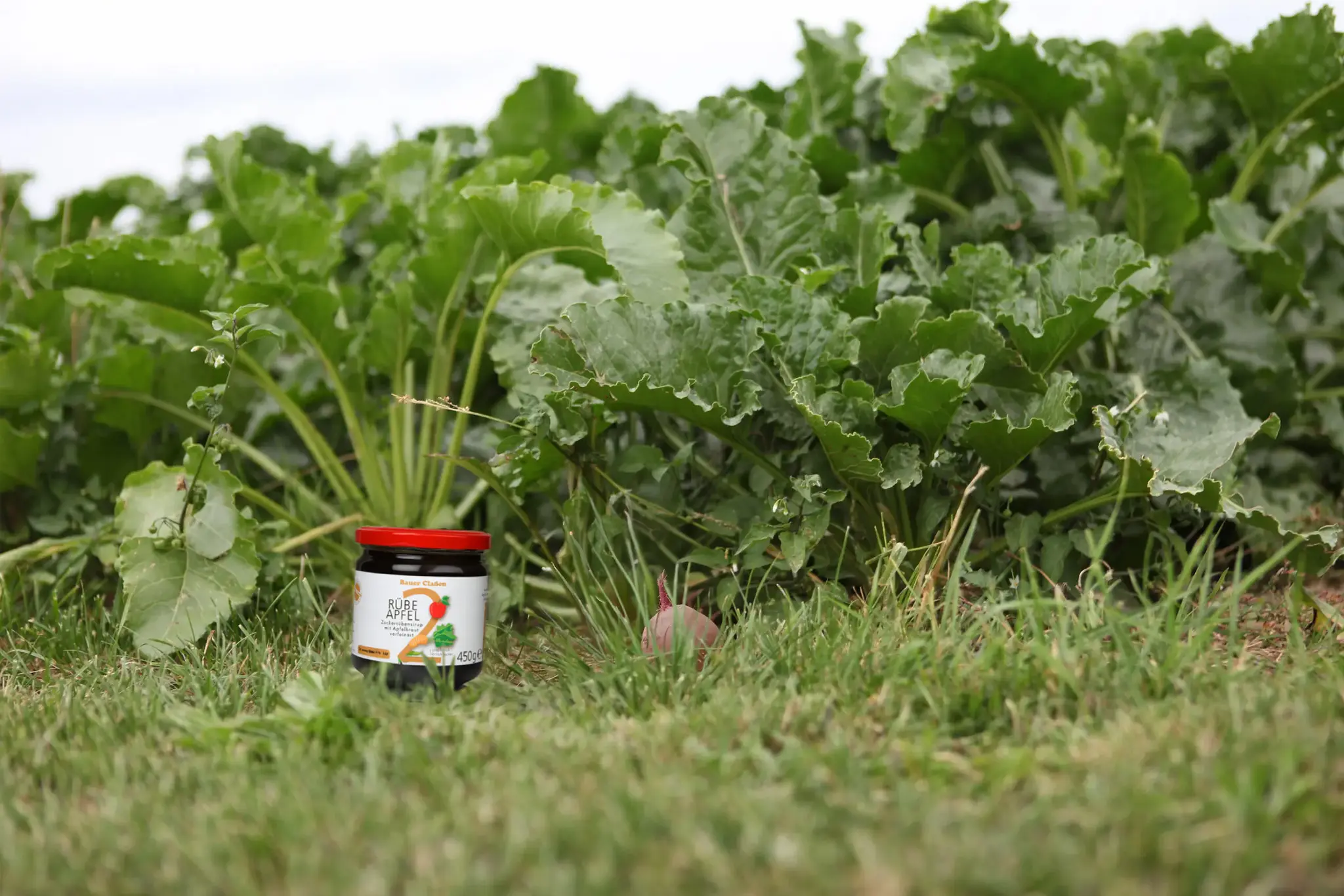 RÜBE APFEL vor den heimischen Zuckerrüben von Bauer Claßen